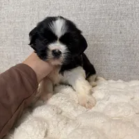 Rose, a female Shih Tzu for sale in Manassas Park, VA – Photo 2 of 4