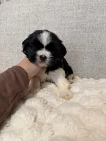 Rose, a female Shih Tzu for sale in Manassas Park, VA – Photo 2 of 4