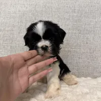 Rose, a female Shih Tzu for sale in Manassas Park, VA – Photo 1 of 4