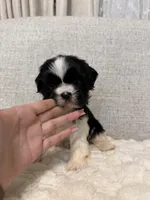 Rose, a female Shih Tzu for sale in Manassas Park, VA – Photo 1 of 4