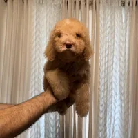 Bella, a female Poodle - Standard  for sale in Manassas Park, VA – Photo 4 of 4