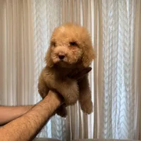 Bella, a female Poodle - Standard  for sale in Manassas Park, VA – Photo 1 of 4