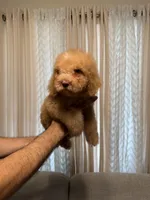 Bella, a female Poodle - Standard  for sale in Manassas Park, VA – Photo 1 of 4