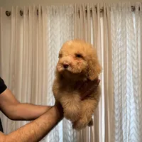 Bella, a female Poodle - Standard  for sale in Manassas Park, VA – Photo 2 of 4