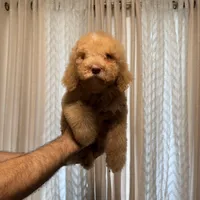Bella, a female Poodle - Standard  for sale in Manassas Park, VA – Photo 3 of 4