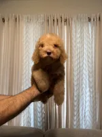 Bella, a female Poodle - Standard  for sale in Manassas Park, VA – Photo 3 of 4