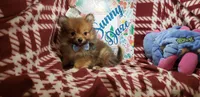 Leo , a male Pomeranian for sale in New York City, NY – 4 of 5