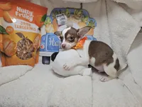 Kong (Bob-Tail), a male Chihuahua for sale in New York City, NY – Photo 7 of 8