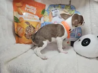 Kong (Bob-Tail), a male Chihuahua for sale in New York City, NY – Photo 4 of 8