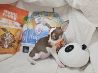 Kong (Bob-Tail), a male Chihuahua for sale in New York City, NY – Photo 5 of 8