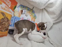 Kong (Bob-Tail), a male Chihuahua for sale in New York City, NY – Photo 8 of 8