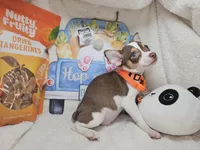 Kong (Bob-Tail), a male Chihuahua for sale in New York City, NY – Photo 6 of 8