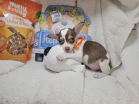 Kong (Bob-Tail), a male Chihuahua for sale in New York City, NY – Photo 2 of 8