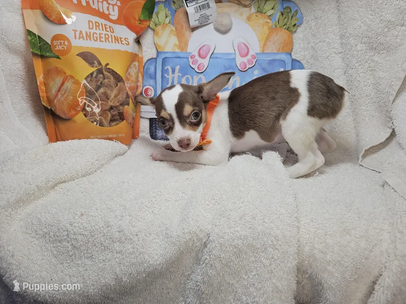 Kong (Bob-Tail) – Chihuahua puppy for sale in New York City, NY