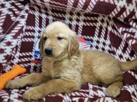 Mr. Russet, a male Golden Retriever for sale in New York City, NY – 3 of 4