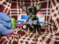 Garrett (LH B&T), a male Chihuahua for sale in New York City, NY – 2 of 5