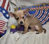 Angelo (traditional tan), a male Chihuahua for sale in New York City, NY – 5 of 10
