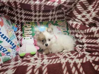 Tori (F small 5 lbs ), a female Pomeranian for sale in New York City, NY – 3 of 4