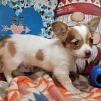 Vixxen, a female Chihuahua for sale in New York City, NY – Photo 4 of 5