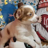 Vixxen, a female Chihuahua for sale in New York City, NY – Photo 5 of 5