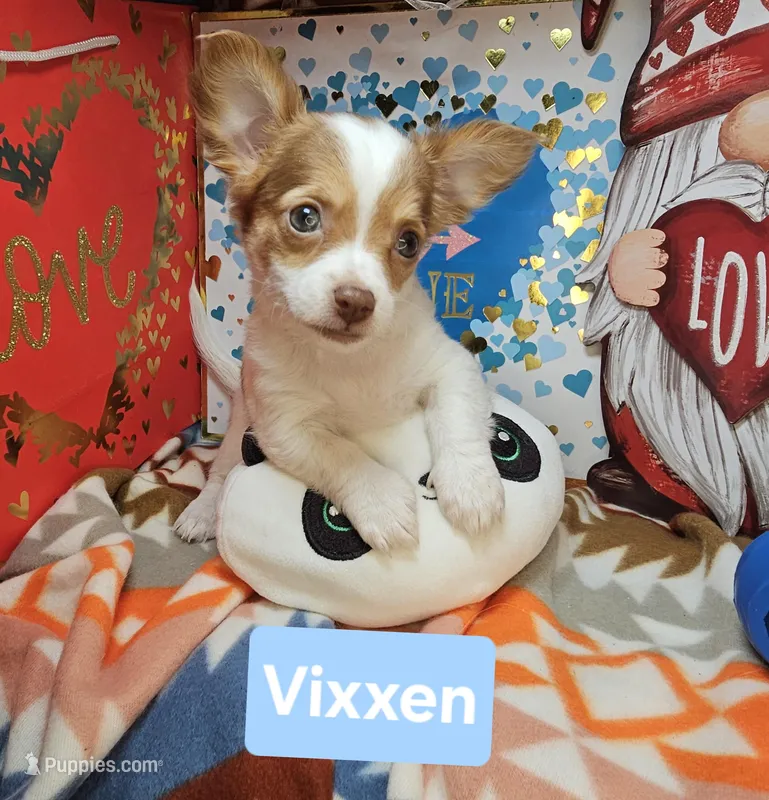 Vixxen