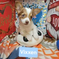 Vixxen, a female Chihuahua for sale in New York City, NY – Photo 1 of 5