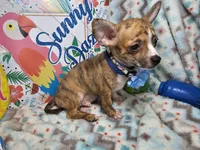 Emanuel (Brindle), a male Chihuahua for sale in New York City, NY – 4 of 6