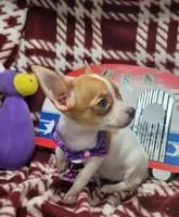 Odessa (hold)(small 4 ⅓ lb), a female Chihuahua for sale in New York City, NY – 3 of 10