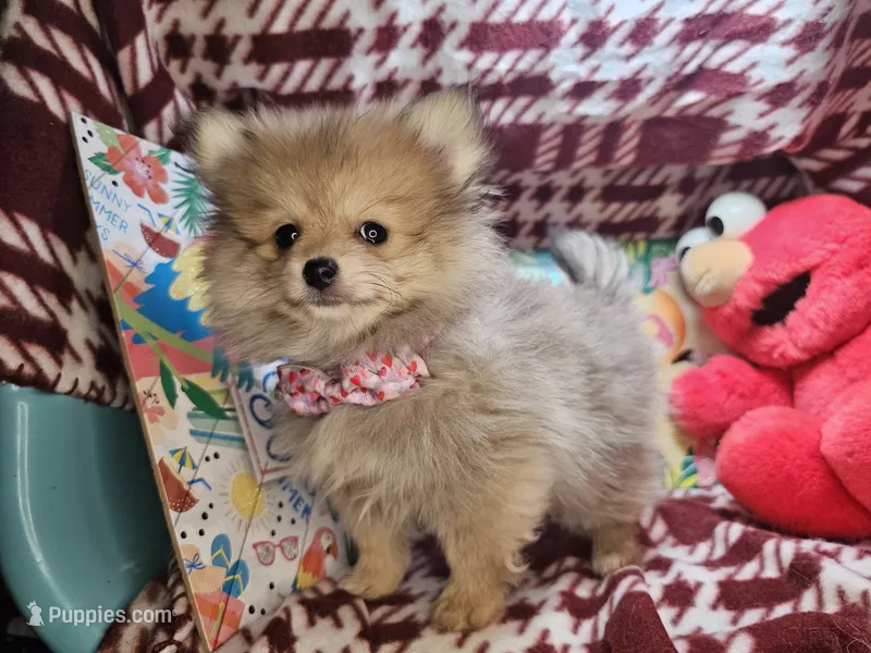 Tawny (Small ) – Pomeranian puppy for sale in New York City, NY