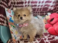 Tawny (Small 4½ lbs), a female Pomeranian for sale in New York City, NY – 4 of 6