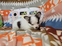 J. J. (T-cup)[ Tri LH ], a male Chihuahua for sale in New York City, NY – Photo 3 of 5