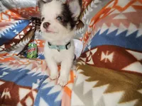J. J. (T-cup)[ Tri LH ], a male Chihuahua for sale in New York City, NY – Photo 2 of 5