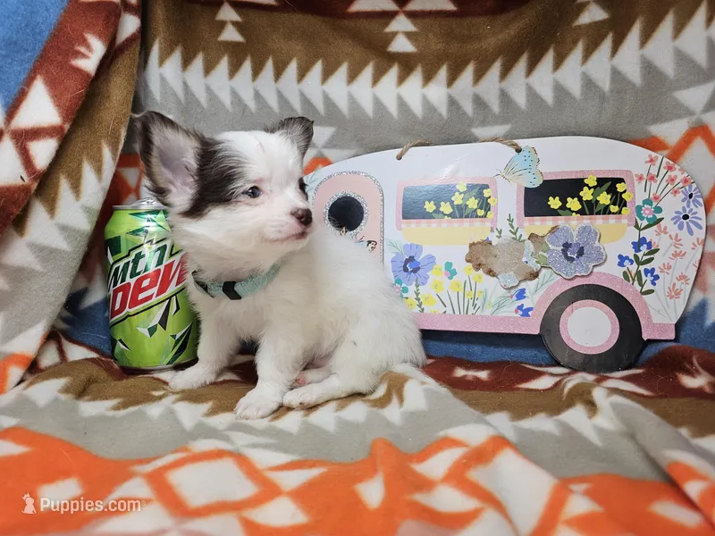 J. J. (T-cup)[ Tri LH ], a male Chihuahua for sale in New York City, NY – Photo 1 of 5