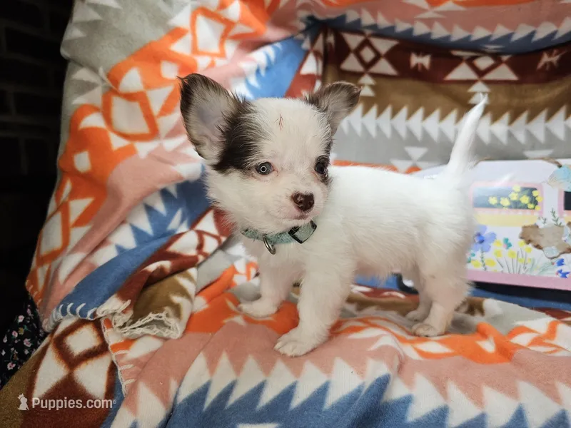 J. J. (T-cup)[ Tri LH ] – Chihuahua puppy for sale in New York City, NY