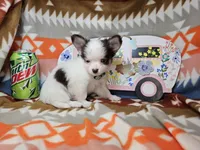 J. J. (T-cup)[ Tri LH ], a male Chihuahua for sale in New York City, NY – Photo 5 of 5