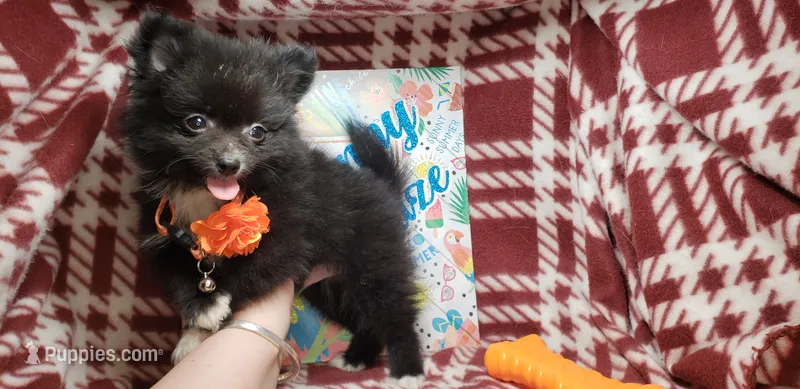 Lex (clever) – Pomeranian puppy for sale in New York City, NY
