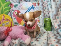 Samantha (LH) T-Cup, a female Chihuahua for sale in New York City, NY – 6 of 7