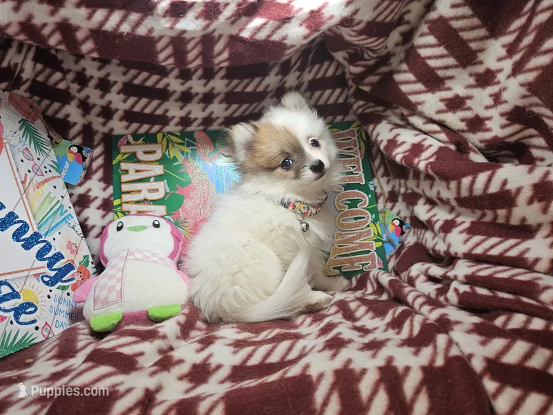 Tori (F small) – Pomeranian puppy for sale in New York City, NY