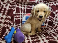 Betty Blueberry , a female Golden Retriever for sale in New York City, NY – 3 of 6