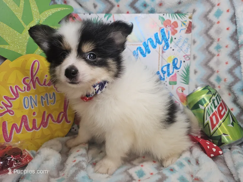 Banjo (Tri-color) – Pomeranian puppy for sale in New York City, NY