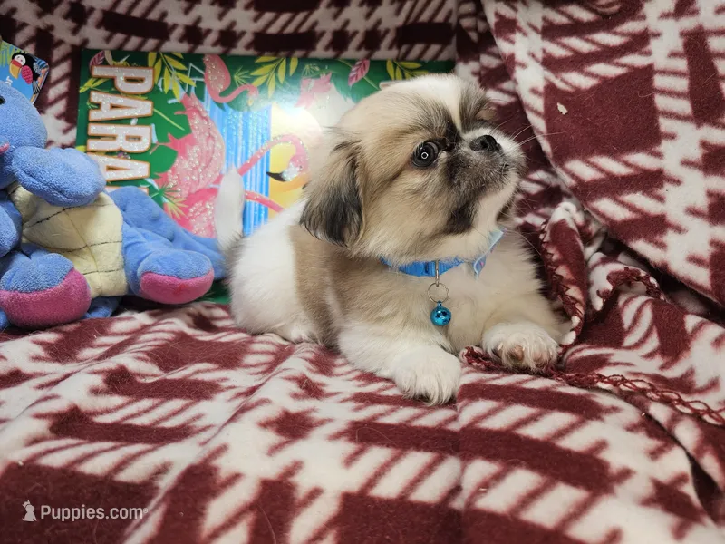 Dynamo (party) – Pekingese puppy for sale in New York City, NY