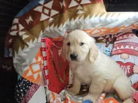 Godzilla, a male Golden Retriever for sale in New York City, NY – Photo 4 of 4