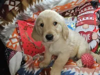 Godzilla, a male Golden Retriever for sale in New York City, NY – Photo 3 of 4