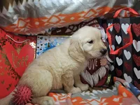 Godzilla, a male Golden Retriever for sale in New York City, NY – Photo 2 of 4