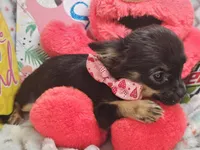 Faye (LH) T-cup [4 lbs], a female Chihuahua for sale in New York City, NY – 2 of 5
