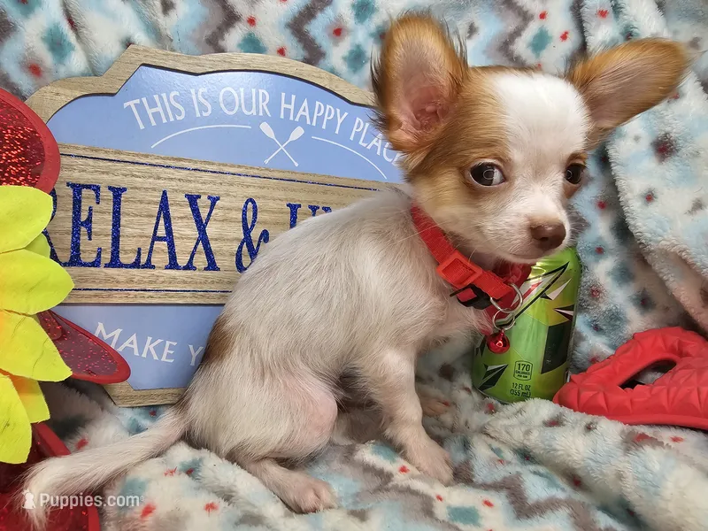 Cricket (LH) T-cup – Chihuahua puppy for sale in New York City, NY