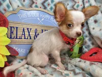 Cricket (LH)(4½ lbs), a male Chihuahua for sale in New York City, NY – 5 of 5