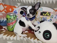 Rebel (small), a male Chihuahua for sale in New York City, NY – Photo 2 of 4