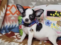 Rebel (small), a male Chihuahua for sale in New York City, NY – Photo 4 of 4