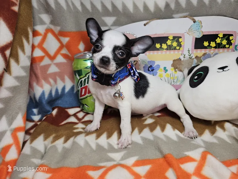 Rebel (small) – Chihuahua puppy for sale in New York City, NY